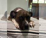 Small #3 Boxer Mix