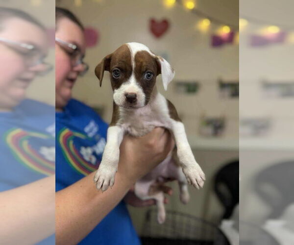 Medium Photo #2 Boxer-Unknown Mix Puppy For Sale in Aurora, IN, USA