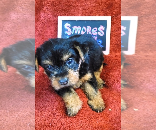 Medium Photo #10 Yorkshire Terrier Puppy For Sale in AKRON, OH, USA
