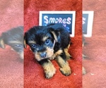 Small #9 Yorkshire Terrier