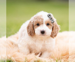 Small Photo #59 Goldendoodle (Miniature) Puppy For Sale in WARSAW, IN, USA