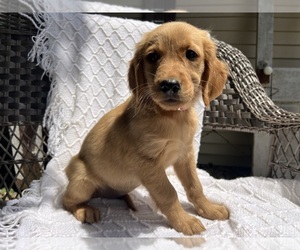Golden Retriever Puppy for Sale in MIDDLEBURY, Indiana USA
