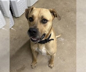 Black Mouth Cur-Unknown Mix Dogs for adoption in Tavares, FL, USA