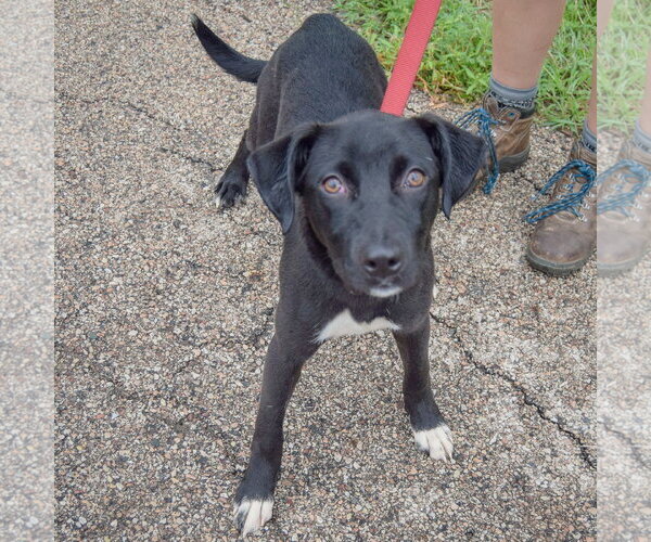 Medium Photo #3 Border Collie-Unknown Mix Puppy For Sale in Huntley, IL, USA