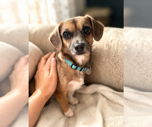 Chiweenie Dogs for adoption in Oakhurst, NJ, USA