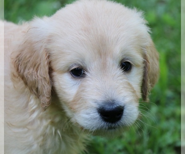 Medium Photo #1 Goldendoodle Puppy For Sale in BRIGHTON, MO, USA