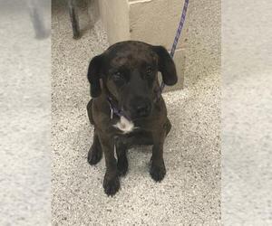 Catahoula Leopard Dog-Unknown Mix Dogs for adoption in Conroe, TX, USA