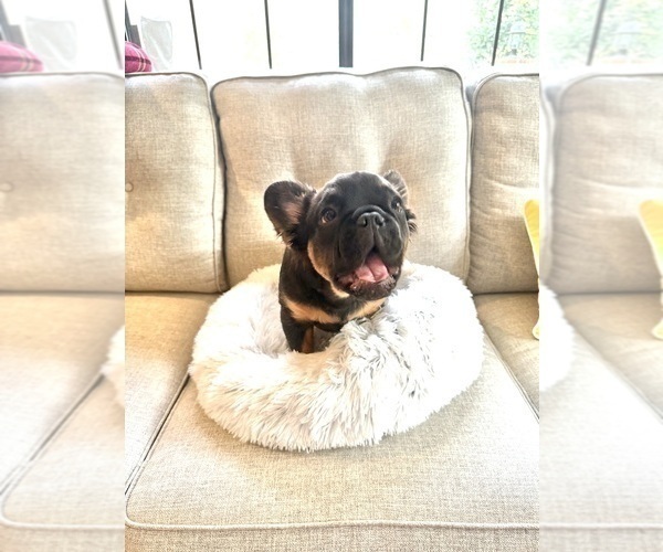 Medium Photo #3 French Bulldog Puppy For Sale in WOODBRIDGE, VA, USA