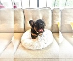 Small #2 French Bulldog