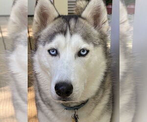 Huskies -Unknown Mix Dogs for adoption in Elmsford, NY, USA