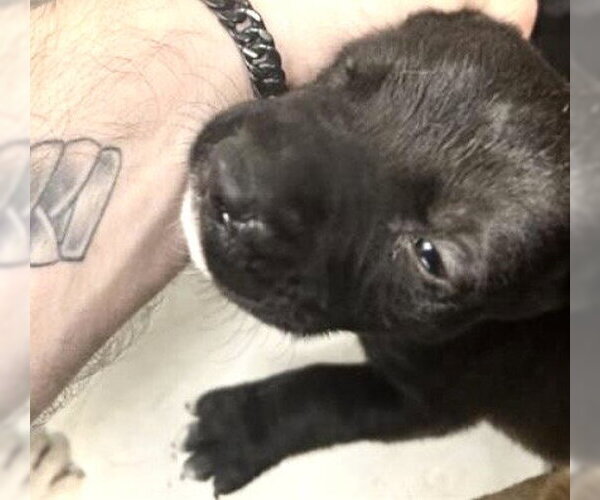 Medium Photo #1 Mutt Puppy For Sale in Houston, TX, USA