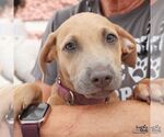 Small #2 Dachshund Mix