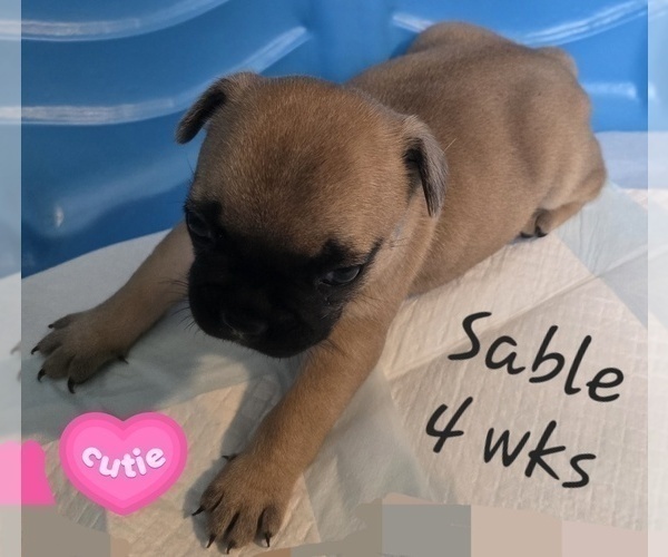 Medium Photo #3 French Bulldog Puppy For Sale in EDISON, NJ, USA