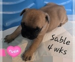 Small Photo #7 French Bulldog Puppy For Sale in EDISON, NJ, USA