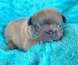 French Bulldog Puppy for Sale in LAS VEGAS, Nevada USA