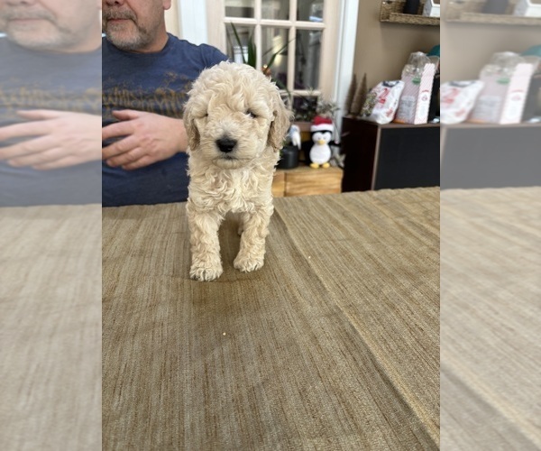 Medium Photo #10 Poodle (Miniature) Puppy For Sale in EAST AMHERST, NY, USA