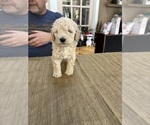 Small Photo #10 Poodle (Miniature) Puppy For Sale in EAST AMHERST, NY, USA