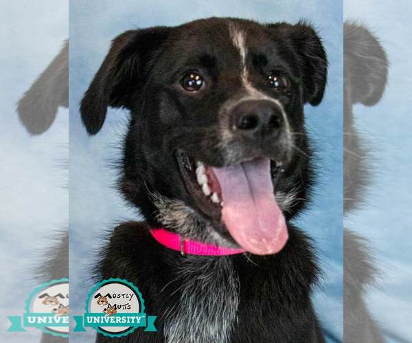 Medium Photo #1 Labrador Retriever-Unknown Mix Puppy For Sale in Kennesaw, GA, USA