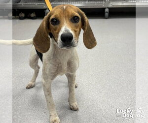 Beagle-Unknown Mix Dogs for adoption in Washington, DC, USA
