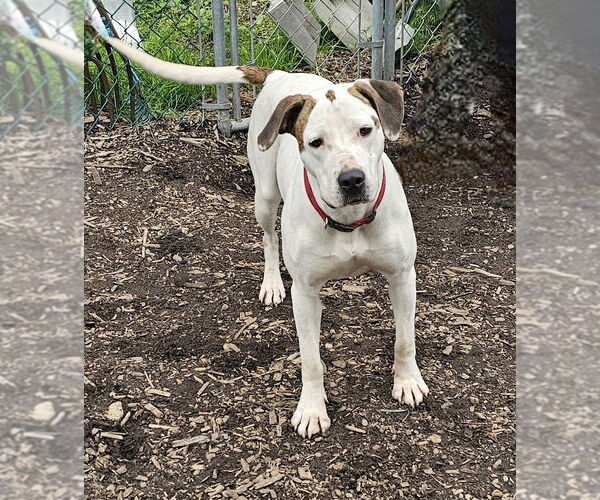 Medium Photo #2 Mutt Puppy For Sale in Bloomingdale, NJ, USA