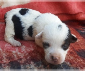 Cowboy Corgi Puppy for sale in MANSFIELD, AR, USA