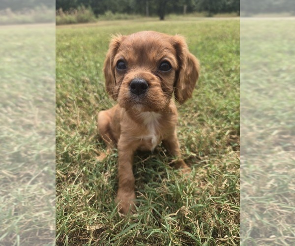Medium Photo #1 Cavalier King Charles Spaniel Puppy For Sale in BRISTOW, OK, USA