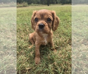 Cavalier King Charles Spaniel Puppy for sale in BRISTOW, OK, USA