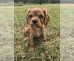 Image preview for Ad Listing. Nickname: Bruiser