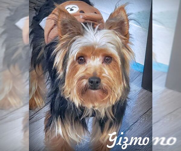 Medium Photo #1 Mutt Puppy For Sale in Tustin, CA, USA