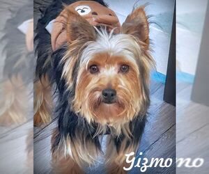 Mutt Dogs for adoption in Tustin, CA, USA