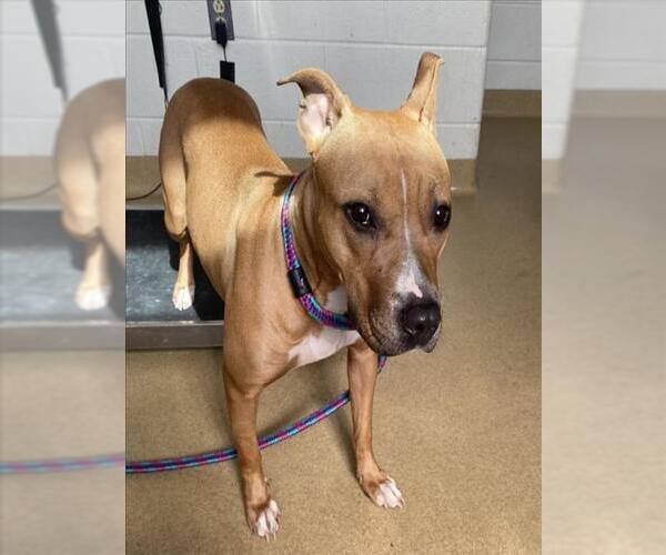 Medium Photo #1 American Pit Bull Terrier Puppy For Sale in Derwood, MD, USA