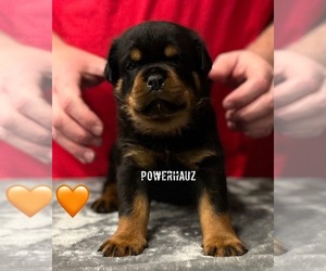 Rottweiler Puppy for sale in DURAND, IL, USA