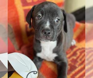 Labrador Retriever-Unknown Mix Dogs for adoption in San Diego, CA, USA