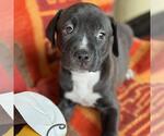 Justice Pup - Case - Male Labrador Retriever-Unknown Mix Dog for Adoption - Small photo