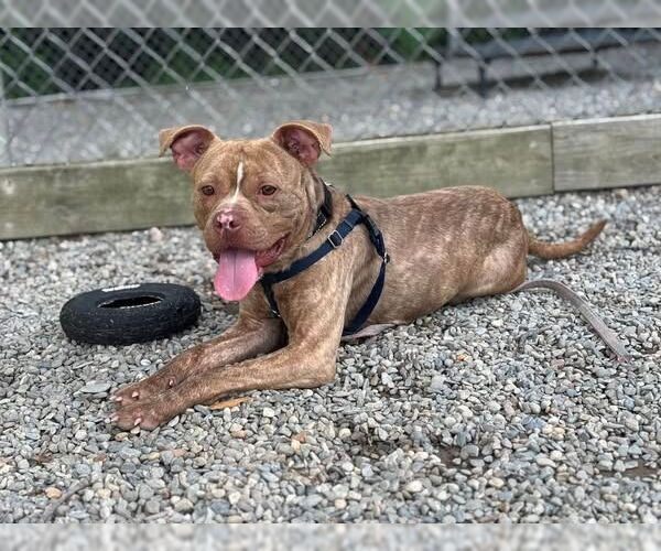 Medium Photo #3 American Staffordshire Terrier Puppy For Sale in Sayreville, NJ, NJ, USA