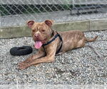 Small #2 American Staffordshire Terrier