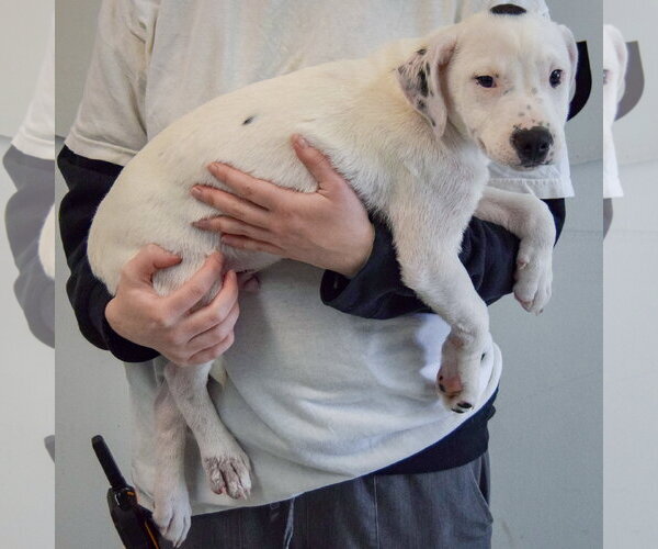 Medium Photo #2 American Staffordshire Terrier-Labrador Retriever Mix Puppy For Sale in Huntley, IL, USA