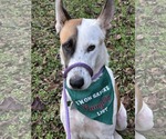 Panda - Male German Shepherd Dog Dog for Adoption - Small photo