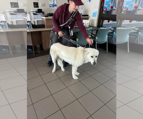 Medium Photo #5 Labrenees Puppy For Sale in San Diego, CA, USA