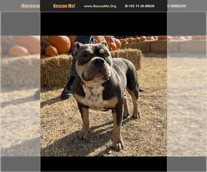 Bull Terrier Dogs for adoption in Benton, PA, USA