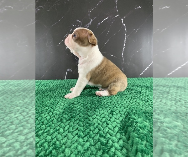 Medium Photo #37 Boston Terrier Puppy For Sale in TULARE, CA, USA