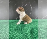 Small Photo #144 Boston Terrier Puppy For Sale in TULARE, CA, USA