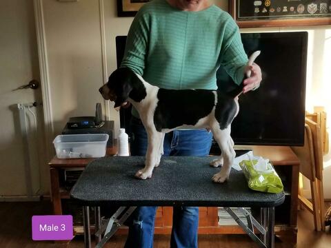 Medium Photo #5 Treeing Walker Coonhound Puppy For Sale in WAKEFIELD, VA, USA
