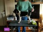 Small #4 Treeing Walker Coonhound