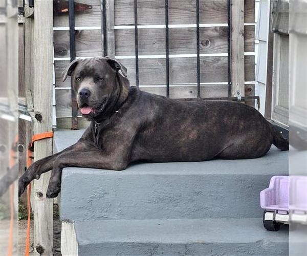 Medium Photo #2 American Bandogge mastiff Puppy For Sale in Louisville, KY, USA