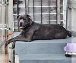 Small #1 American Bandogge mastiff