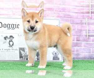 Shiba Inu Puppy for sale in BEL AIR, MD, USA