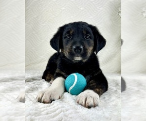 Golden Shepherd Puppy for sale in GREENFIELD, IN, USA