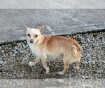 Small Photo #1 Chihuahua Puppy For Sale in BERNE, IN, USA