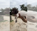 Small #1 German Shorthaired Pointer